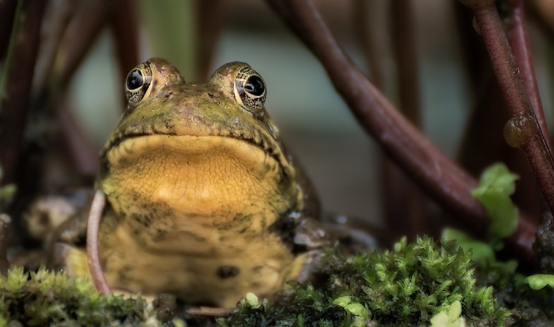 Procrastination Sucks — So Here’s The “Eat That Frog” Way to Powerful Productivity