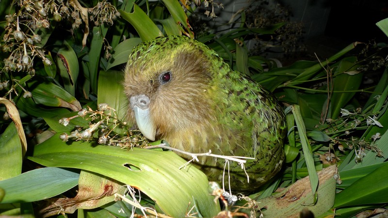 Dynamic mocking with Kakapo.js
