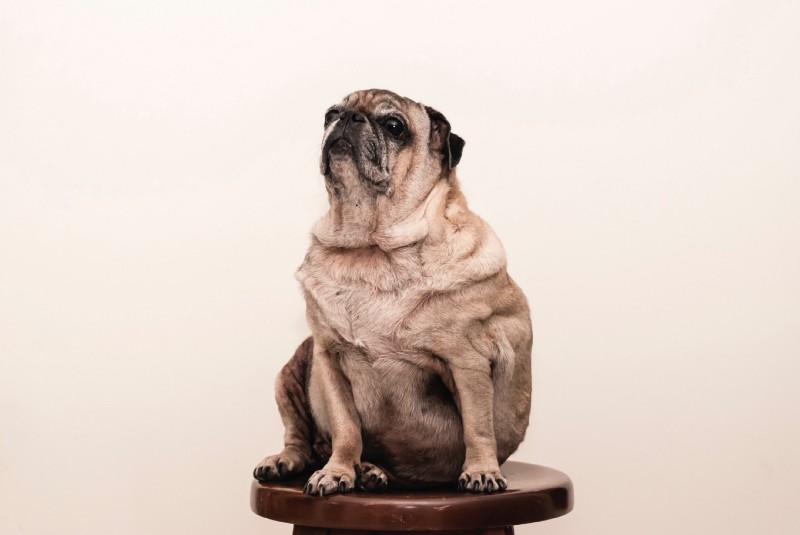 Make multipage HTML development suck less with Pug
