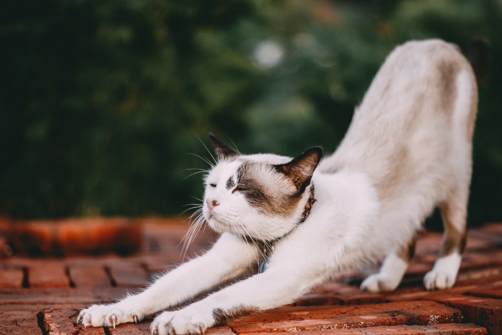 Cute cat stretching