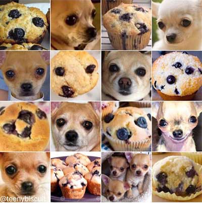 is it a chihuahua or muffin?